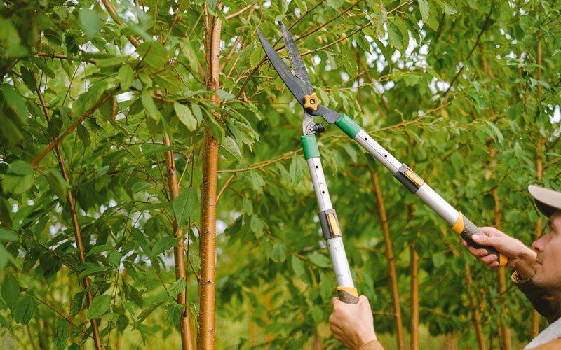 Tree trimming in Kapaau, HI